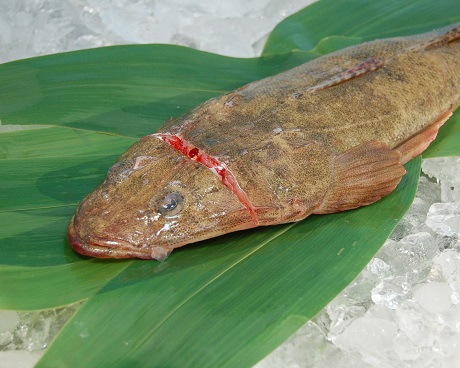 まごちの定額キャンペーン 明日よりスタート 業務用水産加工品のラングスティーヌ 魚フィレ 鮮魚をお探しの場合はイメックスにお任せ下さい