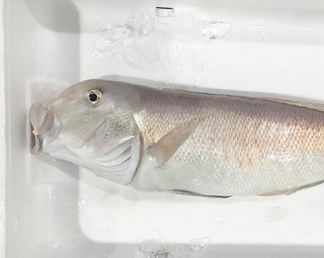今週のおすすめ 白甘鯛 業務用水産加工品のラングスティーヌ 魚フィレ 鮮魚をお探しの場合はイメックスにお任せ下さい