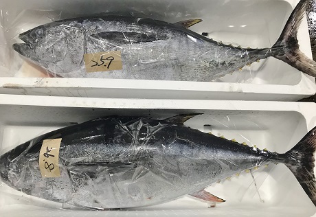 ヨコワ の入荷が始りました 業務用水産加工品のラングスティーヌ 魚フィレ 鮮魚をお探しの場合はイメックスにお任せ下さい