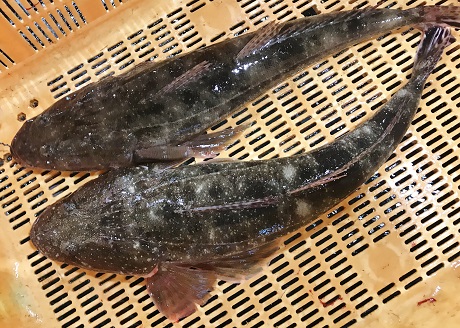 コチ がおすすめです 業務用水産加工品のラングスティーヌ 魚フィレ 鮮魚をお探しの場合はイメックスにお任せ下さい