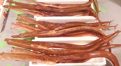 赤ヤガラがおすすめです 業務用水産加工品のラングスティーヌ 魚フィレ 鮮魚をお探しの場合はイメックスにお任せ下さい